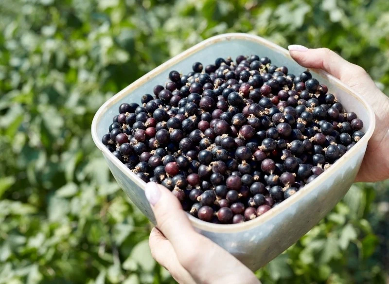 Poznaj sposób mojej mamy na nawożenie porzeczek podczas kwitnienia