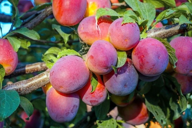 Ałycza nie tylko zachwyca swoim wyglądem, ale również rodzi zdrowe owoce
