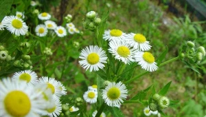 Przymiotno białe – inwazja na łąkach i działkach dla wielu jest niezauważalna, bo przymiotno to urokliwy kwiat, podobny do rumianku, który nie wymaga pracy, a naprawdę ładnie kwitnie.