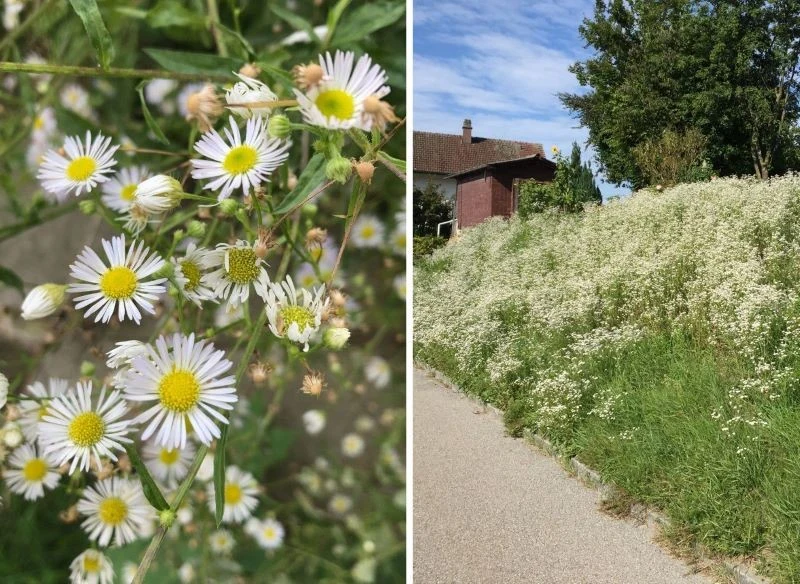Tempo rozsiewania się przymiotna jest zastraszające, zanim się obejrzysz, może porosnąć większą część ogrodu, odbierając przestrzeń innym roślinom