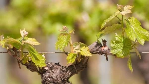 Pędy młodej winorośli są szczególnie wrażliwe na wiosenne przymrozki. Bez docieplenia mogą nie przetrwać.