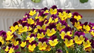 Sprawdź, czego potrzebują bratki, by długo kwitły.