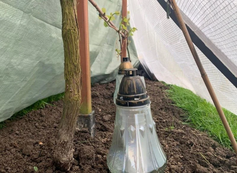 W niewielkim tunelu wystarczy kilka sztuk zapalonych zniczy, aby utrzymać ciepło przez całą noc i uchronić rośliny przed przemarzaniem latorośli