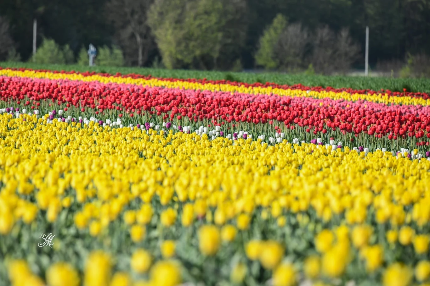 Magiczne pole tulipanów w sercu Polski - niezwykła atrakcja dla całej rodziny
