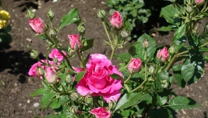 Róże będą uginać się od kwiatów. Wystarczy podlać je drożdżami.