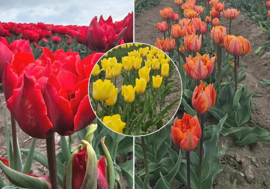 Ulubione odmiany gospodarzy: Red Princess, Orange Princess, Stron Gold