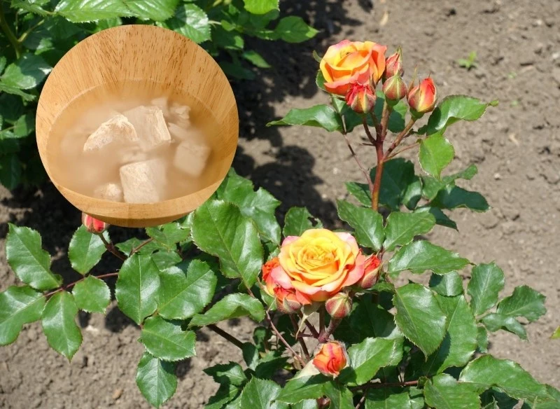 Nawóz z drożdży do róż należy stosować z umiarem