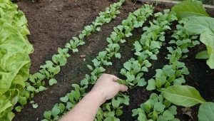 Każdy ogrodnik ma swoje sprawdzone, naturalne sposoby na ochronę i stymulację roślin. Fot. Antonio Sanchez/ 123RF.com