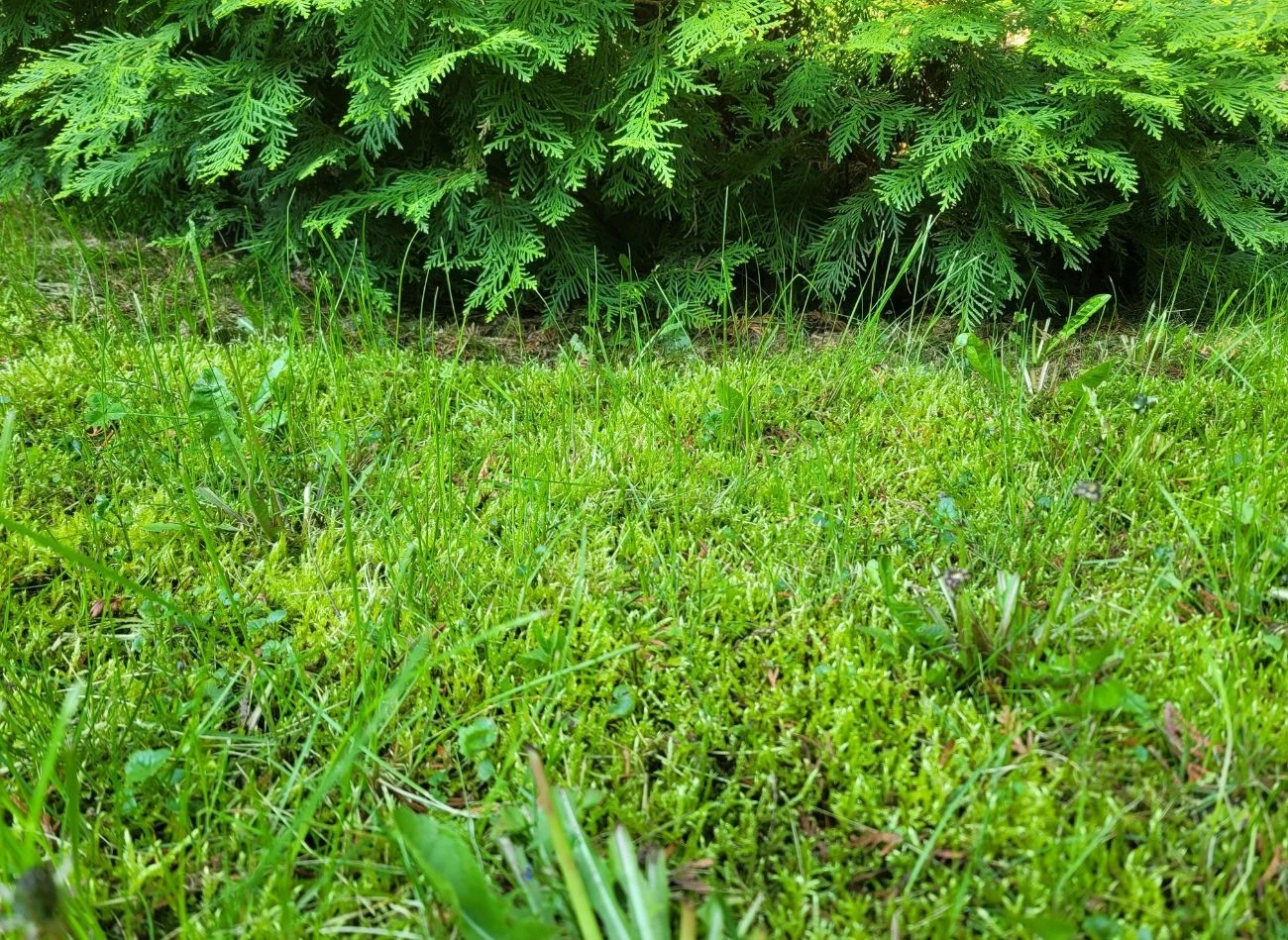 Mech można usuwać ręcznie, wygrabując go z ziemi, ale są naturalne metody, które pozwalają się pozbyć go na dłużej