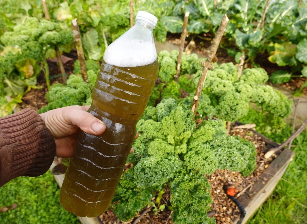 Cynamon sprawdzi się jako składnik oprysku na szkodniki w ogrodzie warzywnym czy kwiatowym