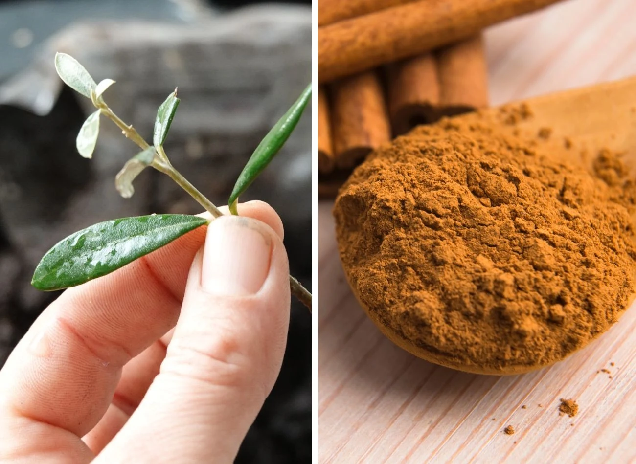 Cynamon jest znakomitym ukorzeniaczem do wszelkiego rodzaju roślin