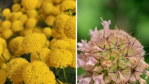 Oryginalne kwiaty do ogrodu będą niesamowitą dekoracją - daleko im do klasycznych, małych bratków czy nasturcji. Chcesz ożywić przestrzeń? Będą idealne. Fot. Patrick Nizan/CanvaPro/goldenshark/123rf.com