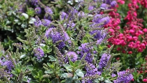 Hebe to urokliwa krzewinka, która występuje w wielu pięknych odmianach.