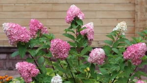Chora hortensja odzyska wigor i cudownie zakwitnie. Wystarczy zrobić prostą odżywkę.