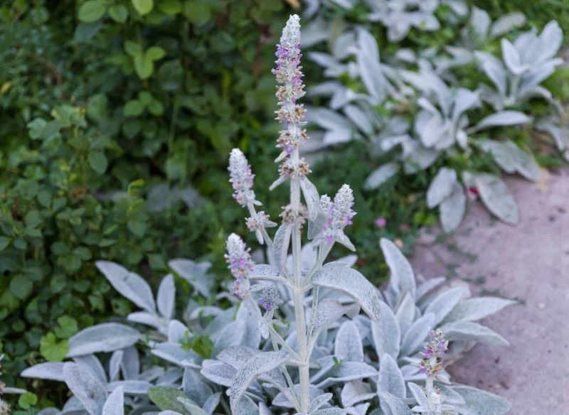 Czyściec wełnisty w dotyku trochę przypomina zamsz, a trochę plusz