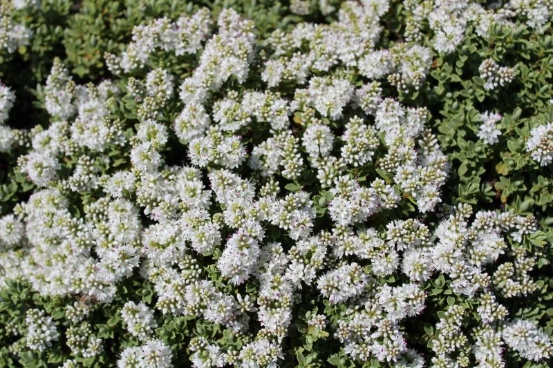 Niektóre odmiany hebe obsypują się białymi kwiatami