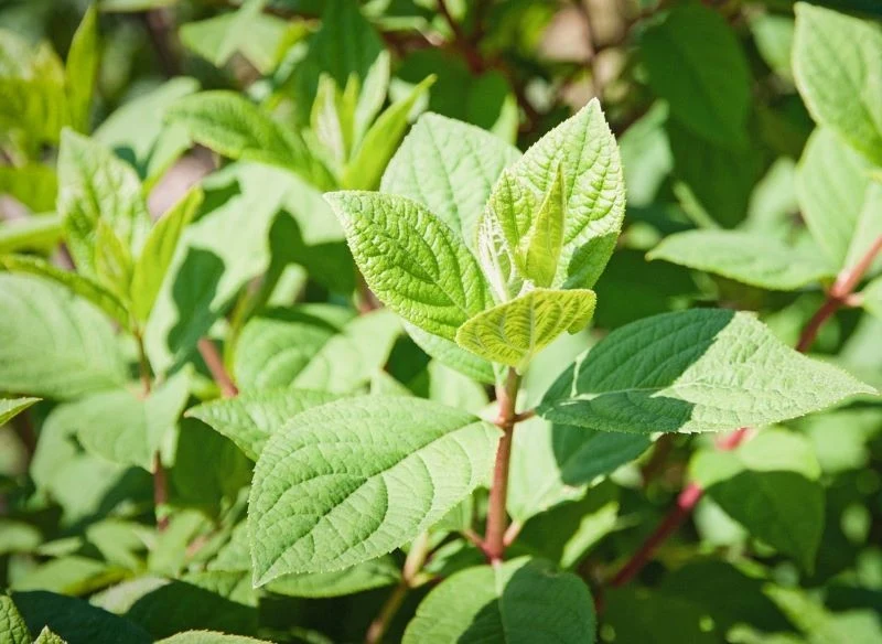 Jeśli w liściach hortensji zabraknie chlorofilu, stracą intensywnie zieloną barwę