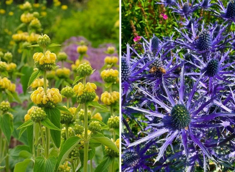 To kolorystyczne połączenie nie pozostanie obojętne - sadząc w ogrodzie Mikołajka alpejskiego i Szałwię jerozolimską dodasz barw i ożywisz nawet na...