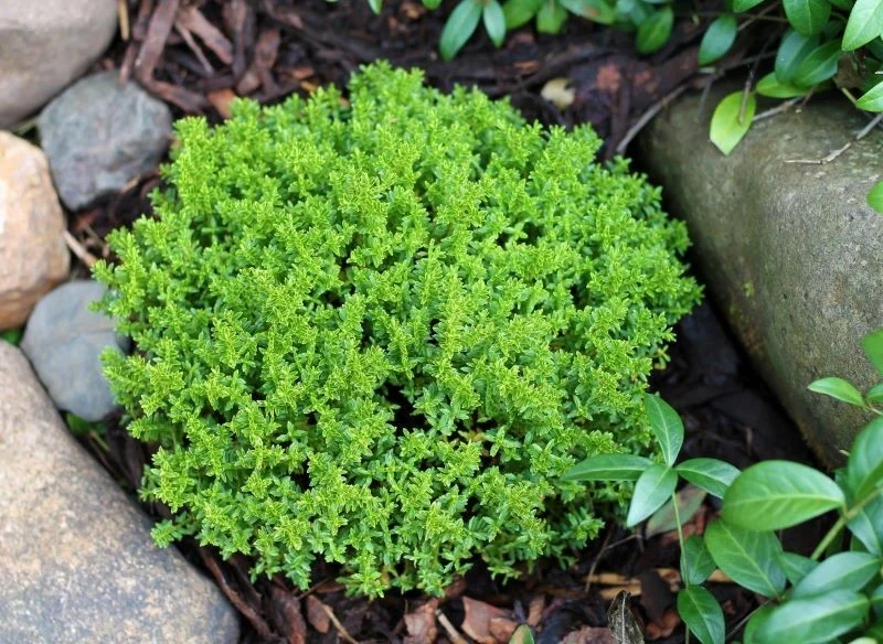 Hebe upiększy każdy skalniak