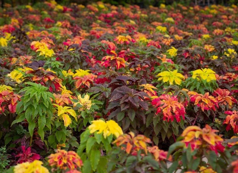 Zasadzony w grupie wielu roślin wygląda naprawdę bajkowo i to o każdej porze roku