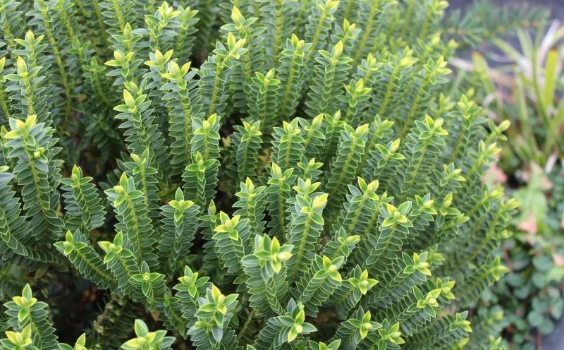 Hebe widłakowata zachwyca nietypowym wyglądem ulistnionych pędów