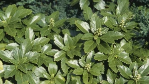 Runianka japońska to świetna roślina okrywowa, która tworzy gęste, zielone dywany w ogrodach./East News