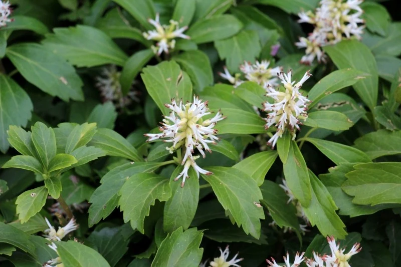 Runianka kwitnie wiosną, najczęściej w kwietniu lub maju