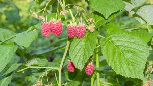 Zrób domową odżywkę do malin, a w sezonie nie nadążysz zbierać soczystych owoców,