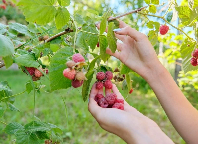 Dzięki odpowiedniemu nawożeniu maliny będą w stanie wydać obfite plony