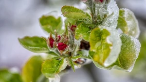 Kwietniowe przymrozki niszczą ogrody - gdy nagle temperatury w kwietniu przypominają te zimą, rośliny kwitnące cierpią najmocniej.