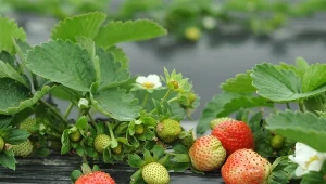 Pielęgnacja truskawek po przymrozkach jest niezwykle ważna. Odpowiednio nawożone mogą znów zakwitnąć i dać nam naprawdę dobrej jakości owoce.