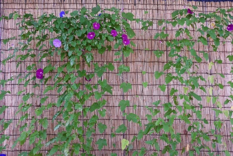 Matę na ogrodzenie z siatki wytwarza się z różnych materiałów