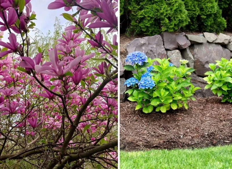 Kwitnące młode magnolie i hortensje z pierwszymi kwiatami są szczególnie wrażliwe na gwałtowne spadki temperatur