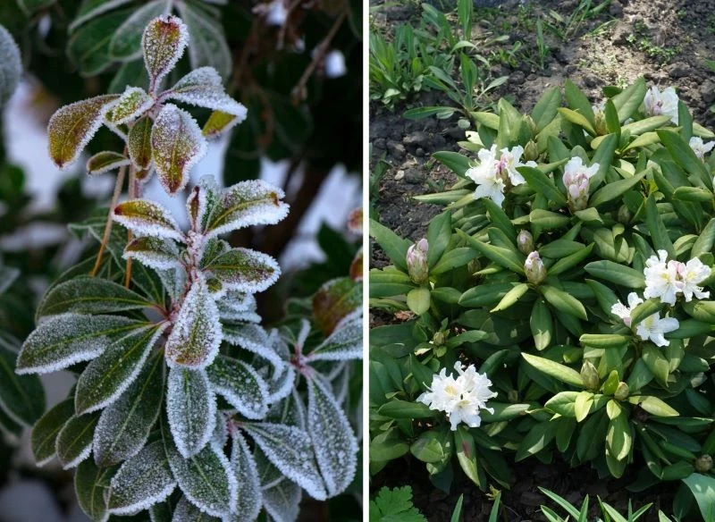 Wegetujące rośliny mają mniejsze szanse na przeżycie przymrozków niż te wciąż jeszcze tkwiące w uśpieniu