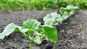 Przygotuj domowy nawóz do ogórków, aby zapewnić im zdrowy start, a sobie udane zbiory.
