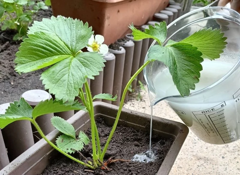 Pamiętaj, aby podlewać sadzonki rozcieńczoną mieszaniną - uzyskana z drożdży esencja ma zbyt duże stężenie i mogłaby zaszkodzić młodym roślinkom