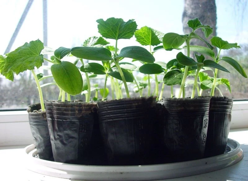 O rozsadę ogórków trzeba się odpowiednio zatroszczyć