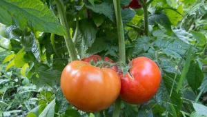 Dokarmianie pomidorów powinno być dostosowane do fazy rozwojowej roślin.