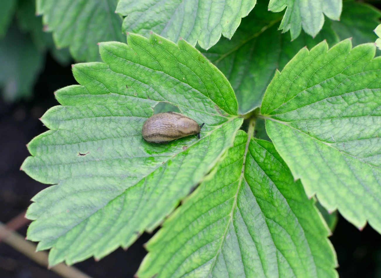 Ślimaki, jeśli nie mają odpowiedniej bariery, potrafią zniszczyć całe uprawy
