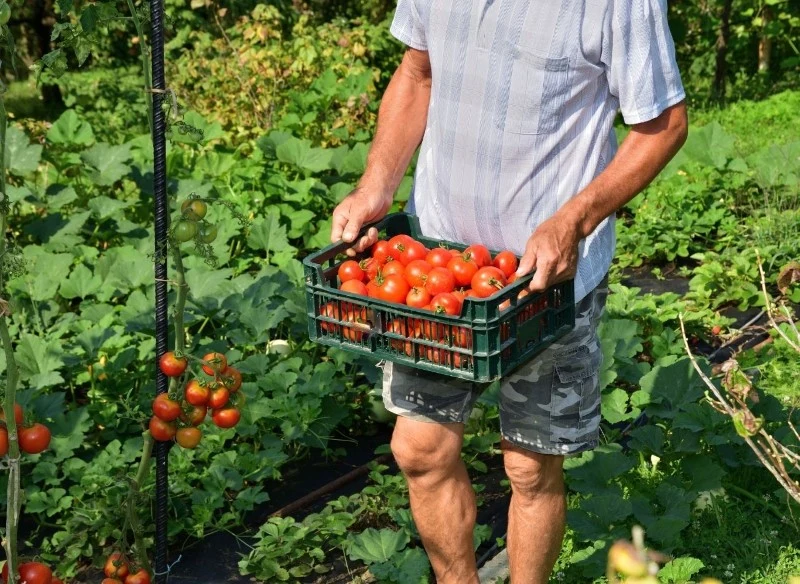 Ilość i jakość dojrzałych pomidorów zależy m