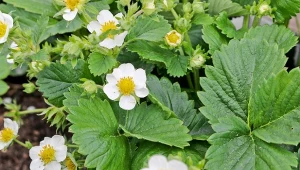 Podczas kwitnięcia truskawkom potrzebny jest fosfor i potas. Możesz im dostarczyć te pierwiastki, przygotowując naturalny nawóz.