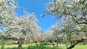 Krwawnik warto nie tylko posadzić w okolicy drzew owocowych, ale również zrobić z niego oprysk. Fot. Iwona Adamek/Deccoria.p/CanvaPro