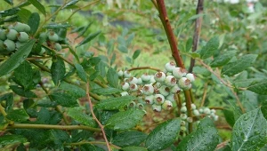 Najczęstszym zagrożeniem borówki amerykańskiej jest zamieranie pędów. Jak temu zapobiec?