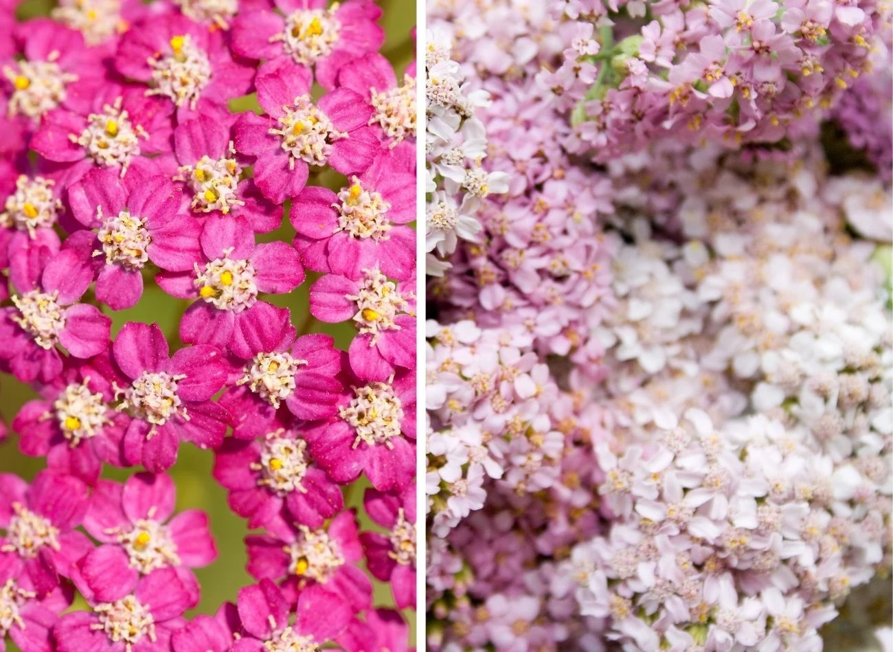 Krwawnik jest sadzony przez wielu ogrodników ze względu nie piękne kwiaty