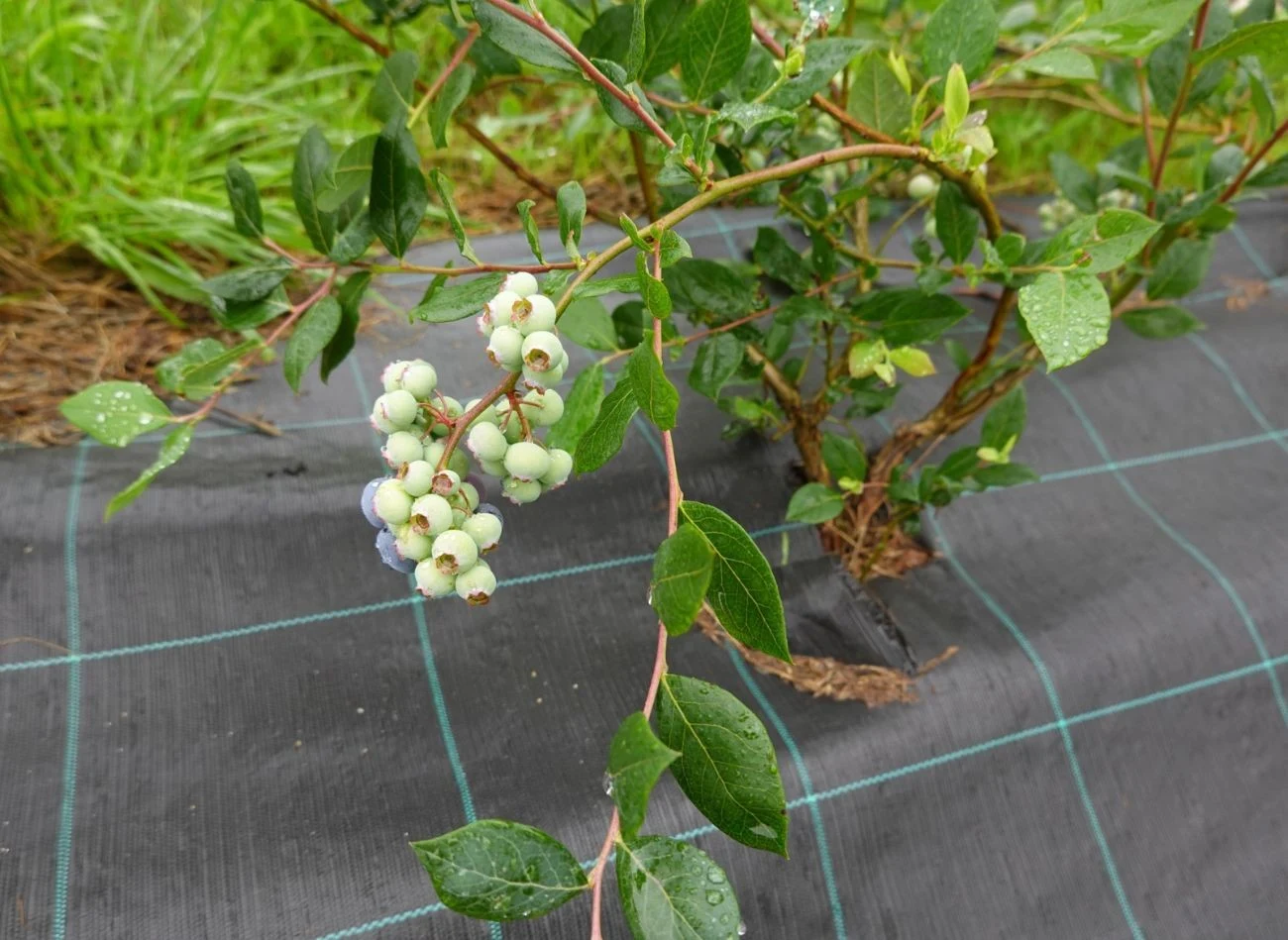 Brązowienie lub czerwienie liści borówki wiosną i latem to znak, że krzew został zaatakowany przez chorobę grzybową