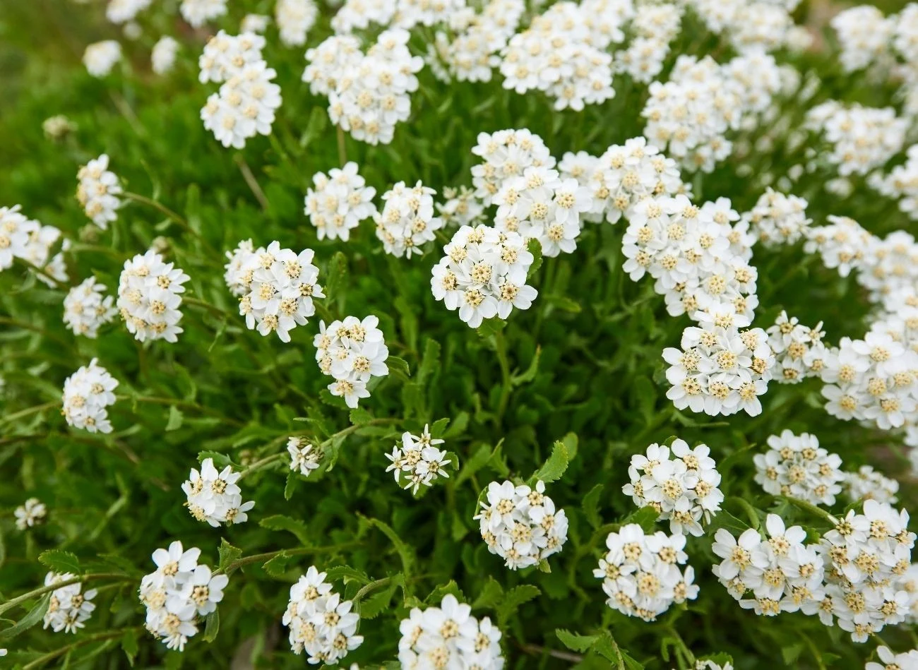 Krwawnik wysiewa się do gruntu późną wiosną, sadzonki - jesienią