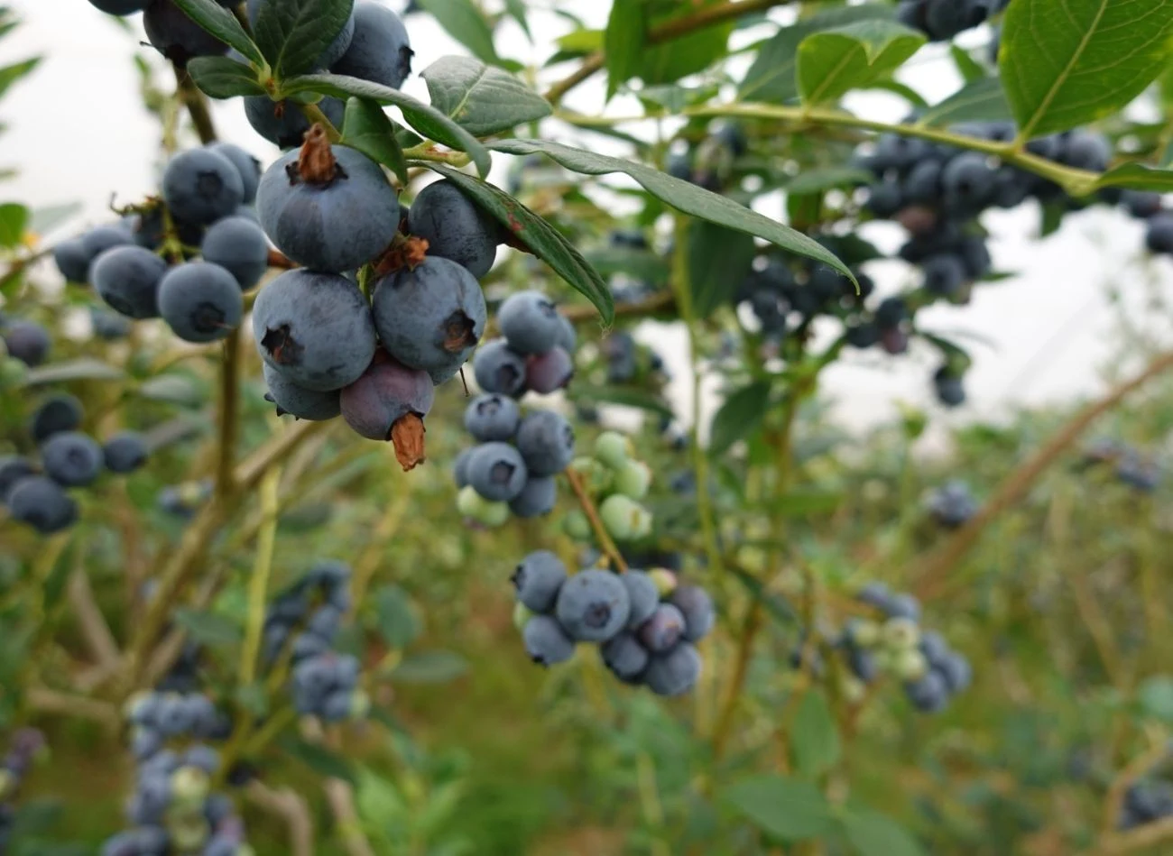 Borówkę amerykańska można chronić przed chorobami i szkodnikami, robiąc profilaktyczne, naturalne opryski