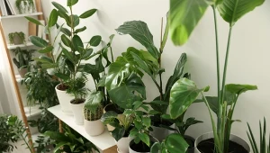 Szybko rosnące rośliny wprowadzą do wnętrz upragnioną zieleń.