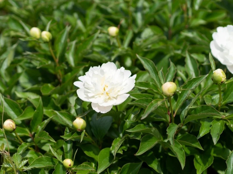 W kulturze chińskiej białe piwonie symbolizują szczęście, bogactwo i sukces