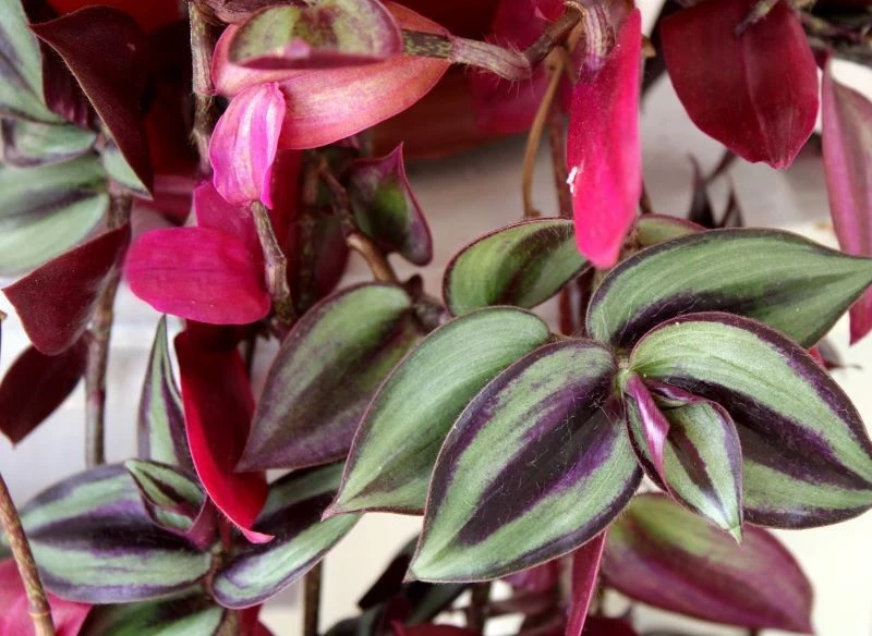 Trzykrotka 'Zebrina' błyskawicznie rośnie